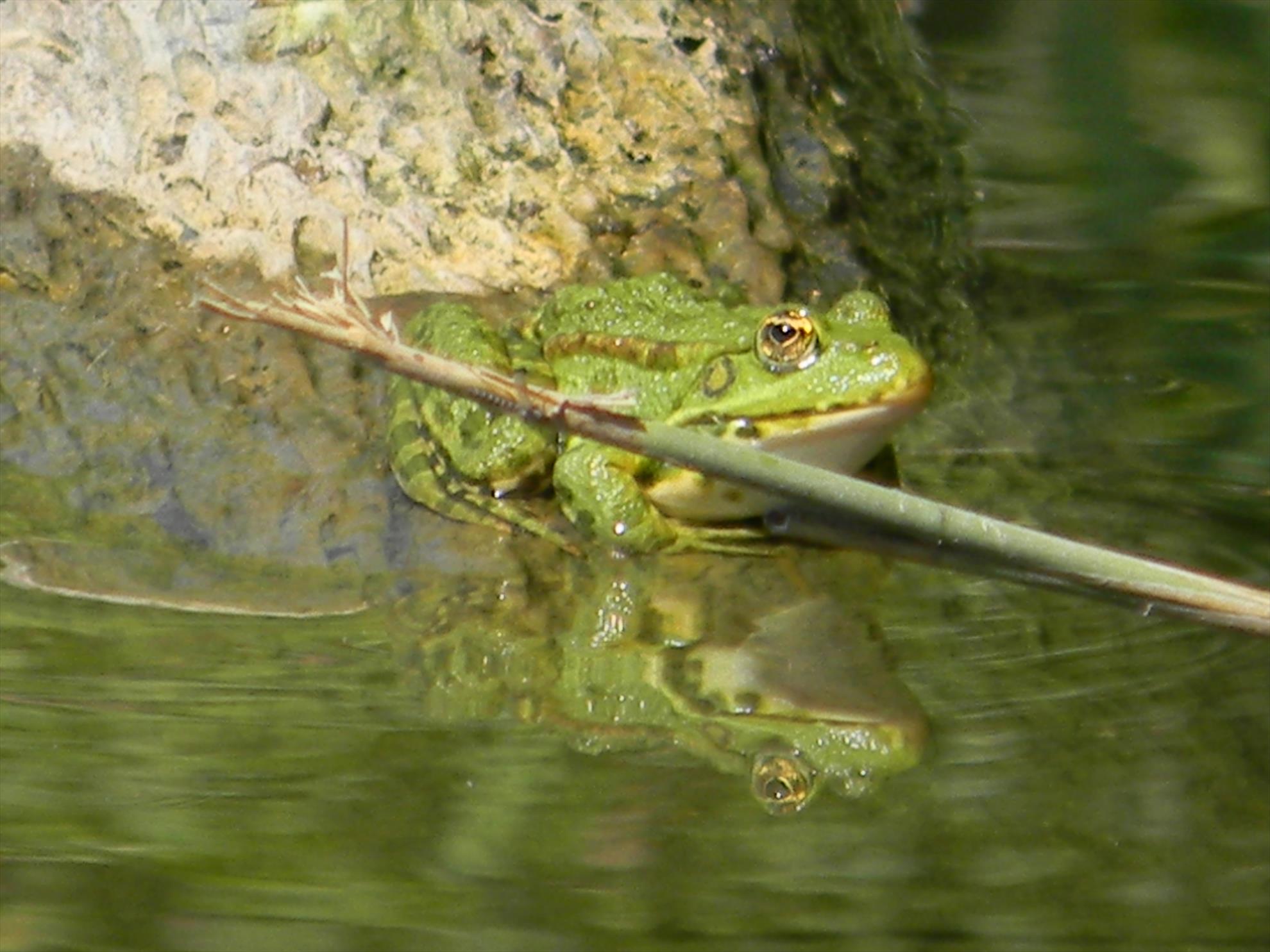 Debut mania 3-6 sep 2012 - dscn7463.JPG